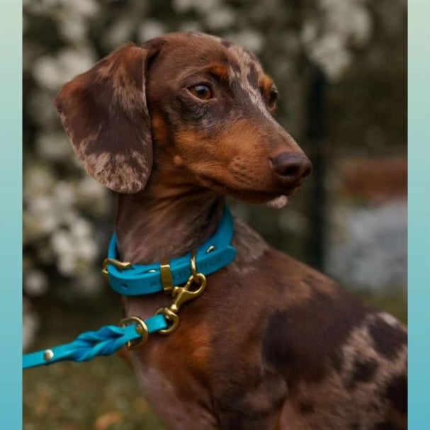 Halsband till vovven från (Molly & Stitch)