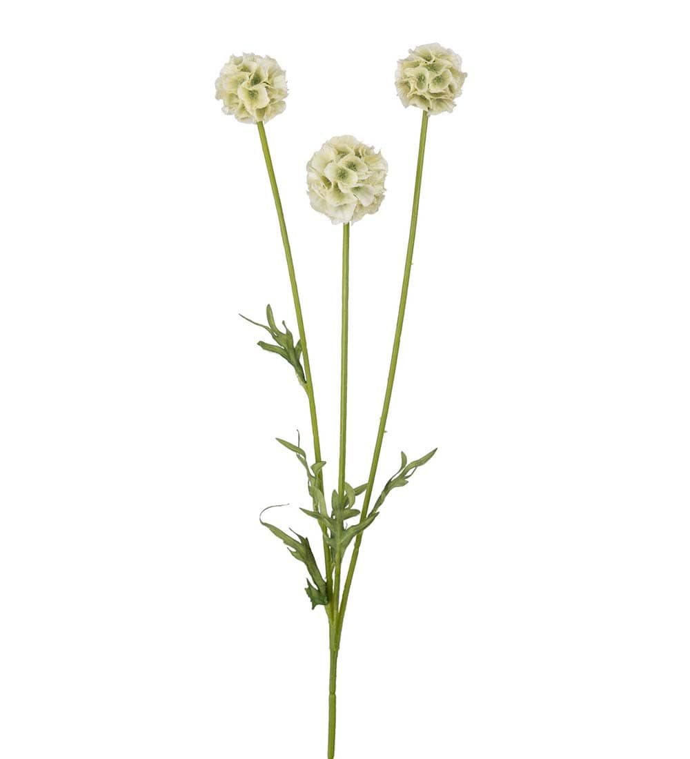 Scabiosa (grön)