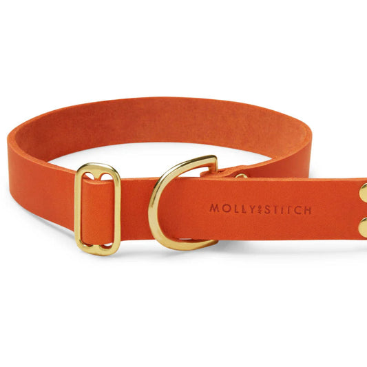 Halsband retriver (Molly & Stitch)