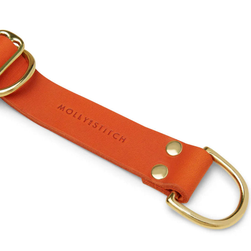 Halsband retriver (Molly & Stitch)
