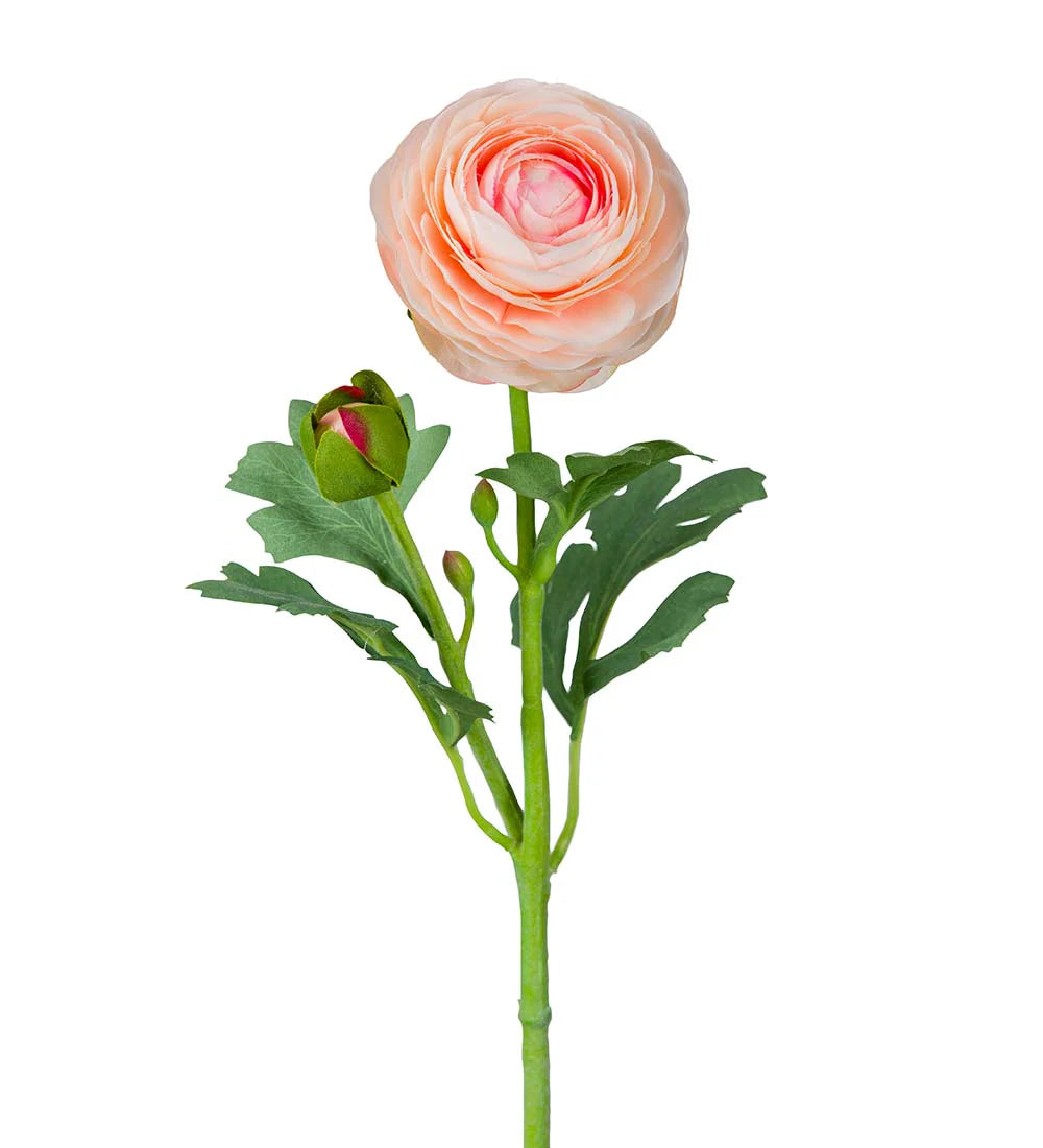 Ranunkel (ljusrosa)