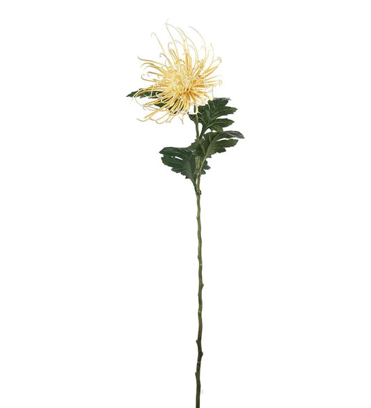 Spindel crysanthemum