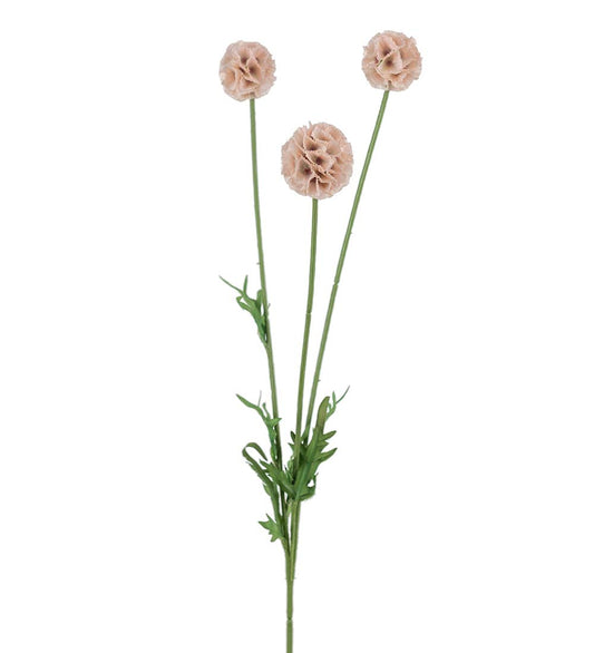 Scabiosa (ljusrosa)