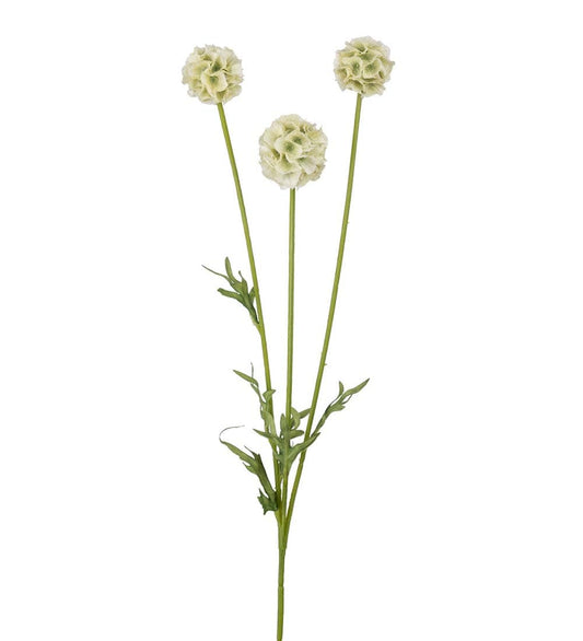 Scabiosa (grön)